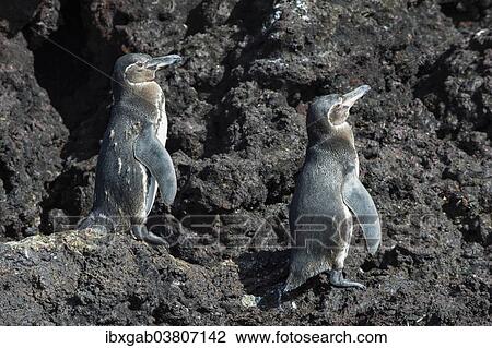 "Galapagos Penguins (Spheniscus mendiculus), Insel Isabela, Galapagosinseln, Ecuador, South America" View Large Photo Image Stock Image - "Galapagos Penguins (Spheniscus mendiculus), Insel Isabela, Galapagosinseln, Ecuador, South America". Fotosearch