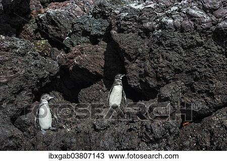 "Galapagos Penguins (Spheniscus mendiculus), Insel Isabela, Galapagosinseln, Ecuador, South America" View Large Photo Image Stock Image - "Galapagos Penguins (Spheniscus mendiculus), Insel Isabela, Galapagosinseln, Ecuador, South America". Fotosearch