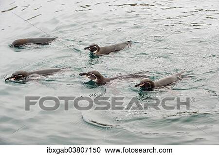 "Galapagos Penguins (Spheniscus mendiculus), swimming, Insel Isabela, Galapagosinseln, Ecuador, South America" View Large Photo Image Stock Image - "Galapagos Penguins (Spheniscus mendiculus), swimming, Insel Isabela, Galapagosinseln, Ecuador, South America". Fotosearch