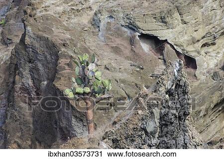 "Galapagos Prickly Pear (Opuntia echios) growing on a multi-coloured lava cliff, San Salvador Island, Galapagos Islands, Ecuador, South America" View Large Photo Image Stock Image - "Galapagos Prickly Pear (Opuntia echios) growing on a multi-coloured lava cliff, San Salvador Island, Galapagos Islands, Ecuador, South America". Fotosearch
