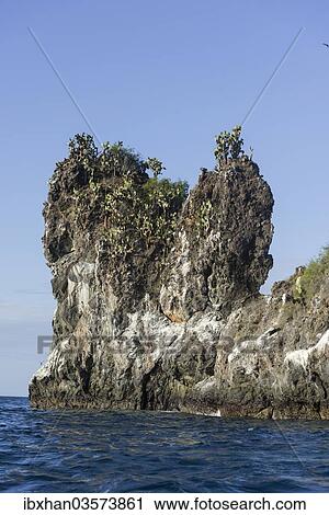 Stock Image - "Galapagos Prickly Pear (Opuntia echios) trees on a lava cliff, San Salvador Island, Galapagos Islands, Ecuador, South America". Fotosearch