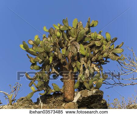 "Galapagos Prickly Pear (Opuntia echios), Genovesa Island, Galapagos Islands, Ecuador, South America" View Large Photo Image Stock Photography - "Galapagos Prickly Pear (Opuntia echios), Genovesa Island, Galapagos Islands, Ecuador, South America". Fotosearch