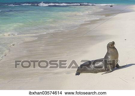 "Galapagos Sea Lion (Zalophus wollebaeki) on the beach, San Cristobal Island, Galapagos Islands, Ecuador, South America" View Large Photo Image Picture - "Galapagos Sea Lion (Zalophus wollebaeki) on the beach, San Cristobal Island, Galapagos Islands, Ecuador, South America". Fotosearch