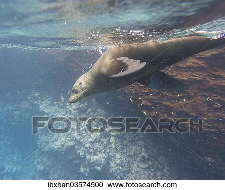 Stock Image - "Galapagos Sea Lion (Zalophus wollebaeki) under water, Espanola Island, Galapagos Islands, Ecuador, South America". Fotosearch