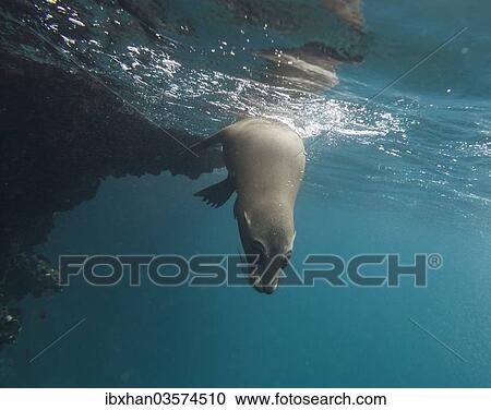 "Galapagos Sea Lion (Zalophus wollebaeki) under water, Espanola Island, Galapagos Islands, Ecuador, South America" View Large Photo Image Stock Image - "Galapagos Sea Lion (Zalophus wollebaeki) under water, Espanola Island, Galapagos Islands, Ecuador, South America". Fotosearch