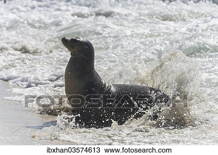 "Galapagos Sea Lion (Zalophus wollebaeki) in the surf, San Cristobal Island, Galapagos Islands, Ecuador, South America" View Large Photo Image Stock Image - "Galapagos Sea Lion (Zalophus wollebaeki) in the surf, San Cristobal Island, Galapagos Islands, Ecuador, South America". Fotosearch