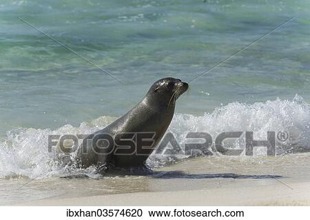 Stock Image - "Galapagos Sea Lion (Zalophus wollebaeki) on the beach, San Cristobal Island, Galapagos Islands, Ecuador, South America". Fotosearch