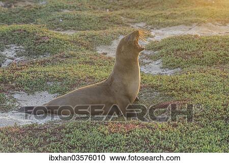 "Galapagos Sea Lion (Zalophus wollebaeki) yawning, Mosquera Island, Galapagos Islands, Ecuador, South America" View Large Photo Image Stock Image - "Galapagos Sea Lion (Zalophus wollebaeki) yawning, Mosquera Island, Galapagos Islands, Ecuador, South America". Fotosearch
