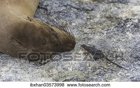 "Galapagos Sea Lion (Zalophus wollebaeki) and a Galapagos Lava Lizard (Microlophus albemarlensis), Fernandina Island, Galapagos Islands, Ecuador, South America" View Large Photo Image Stock Photo - "Galapagos Sea Lion (Zalophus wollebaeki) and a Galapagos Lava Lizard (Microlophus albemarlensis), Fernandina Island, Galapagos Islands, Ecuador, South America". Fotosearch