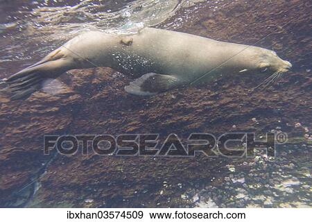 Stock Photo - "Galapagos Sea Lion (Zalophus wollebaeki) under water, Espanola Island, Galapagos Islands, Ecuador, South America". Fotosearch
