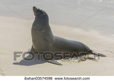 "Galapagos Sea Lion (Zalophus wollebaeki) on the beach, San Cristobal Island, Galapagos Islands, Ecuador, South America" View Large Photo Image Stock Photo - "Galapagos Sea Lion (Zalophus wollebaeki) on the beach, San Cristobal Island, Galapagos Islands, Ecuador, South America". Fotosearch