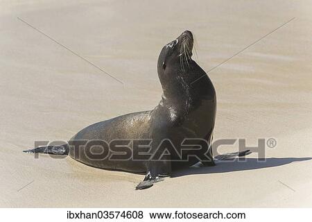"Galapagos Sea Lion (Zalophus wollebaeki) on the beach, San Cristobal Island, Galapagos Islands, Ecuador, South America" View Large Photo Image Stock Photo - "Galapagos Sea Lion (Zalophus wollebaeki) on the beach, San Cristobal Island, Galapagos Islands, Ecuador, South America". Fotosearch