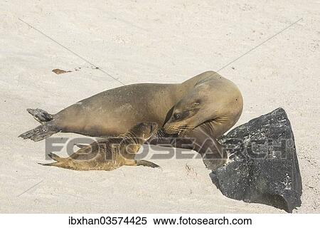 "Galapagos Sea Lion (Zalophus wollebaeki), adult turning to pup, Espanola Island, Galapagos Islands, Ecuador, South America" View Large Photo Image Stock Photography - "Galapagos Sea Lion (Zalophus wollebaeki), adult turning to pup, Espanola Island, Galapagos Islands, Ecuador, South America". Fotosearch