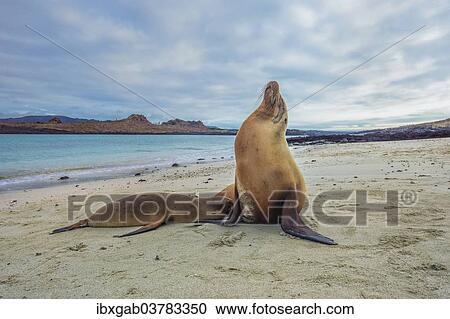 "Galapagos Sea Lions (Zalophus wollebaeki), pup suckling, Galapagos" View Large Photo Image Stock Image - "Galapagos Sea Lions (Zalophus wollebaeki), pup suckling, Galapagos". Fotosearch