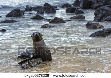 "Galapagos Sea Lions (Zalophus wollebaeki), pup, Galapagos" View Large Photo Image Stock Image - "Galapagos Sea Lions (Zalophus wollebaeki), pup, Galapagos". Fotosearch