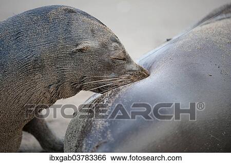 Stock Photograph - "Galapagos Sea Lions (Zalophus wollebaeki), pup suckling, Galapagos". Fotosearch