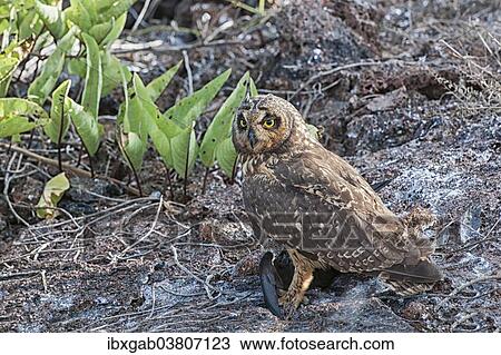 "Galapagos Short-eared Owl (Asio flammeus galapagoensis), Genovesa Island, Galapagos, Ecuador, South America" View Large Photo Image Stock Image - "Galapagos Short-eared Owl (Asio flammeus galapagoensis), Genovesa Island, Galapagos, Ecuador, South America". Fotosearch