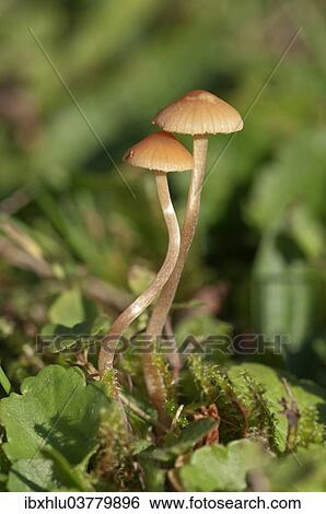 "Galerina (Galerina clavata), Baden-Wurttemberg, Germany, Europe" View Large Photo Image Stock Photograph - "Galerina (Galerina clavata), Baden-Wurttemberg, Germany, Europe". Fotosearch