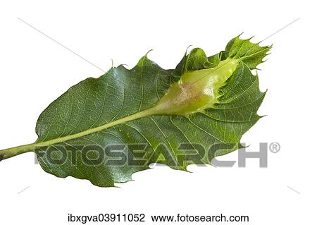 Stock Image - "Gall of an Oriental Chestnut Gall Wasp (Dryocosmus kuriphilus), deformation on a leaf". Fotosearch