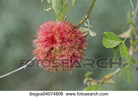 Stock Photograph - "Gall of the Gall Wasp (Diplolepis rosae) on a wild rose bush, Alsace, France, Europe". Fotosearch