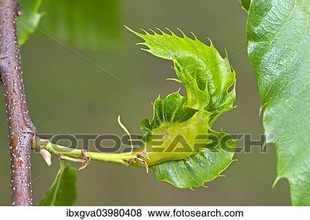 "Gall of the Oriental Chestnut Gall Wasp or Asian Chestnust Gall Wasp (Dryocosmus kuriphilus), Switzerland, Europe" View Large Photo Image Stock Photo - "Gall of the Oriental Chestnut Gall Wasp or Asian Chestnust Gall Wasp (Dryocosmus kuriphilus), Switzerland, Europe". Fotosearch