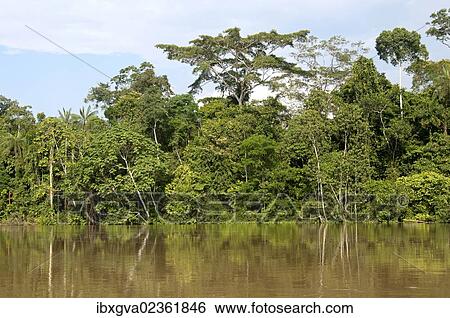 "Gallery forest along the bank of the Tiputini River, Yasuni National Park, Amazon basin, Ecuador, South America" View Large Photo Image Stock Photograph - "Gallery forest along the bank of the Tiputini River, Yasuni National Park, Amazon basin, Ecuador, South America". Fotosearch