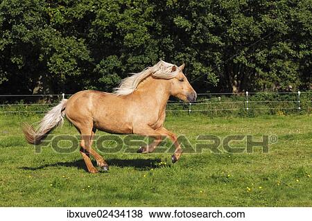 "Galloping Icelandic Horse, Icelandic Pony, mare" View Large Photo Image Stock Photo - "Galloping Icelandic Horse, Icelandic Pony, mare". Fotosearch