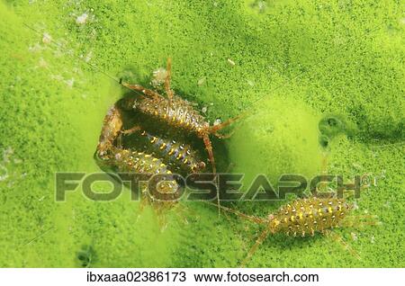 "Gammarid (Brandtia parasitica), Lake Baikal, Siberia, Russian Federation, Eurasia" View Large Photo Image Stock Image - "Gammarid (Brandtia parasitica), Lake Baikal, Siberia, Russian Federation, Eurasia". Fotosearch