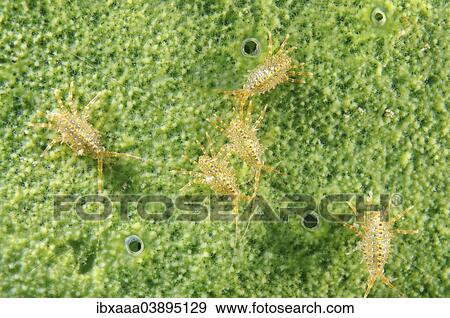 "Gammarid (Brandtia parasitica), Lake Baikal, Siberia, Russia, Europe" View Large Photo Image Stock Photo - "Gammarid (Brandtia parasitica), Lake Baikal, Siberia, Russia, Europe". Fotosearch