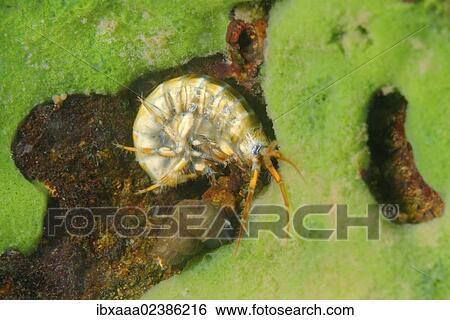 "Gammarid (Eulimnogammarus maacki), Lake Baikal, Siberia, Russian Federation, Eurasia" View Large Photo Image Stock Photograph - "Gammarid (Eulimnogammarus maacki), Lake Baikal, Siberia, Russian Federation, Eurasia". Fotosearch