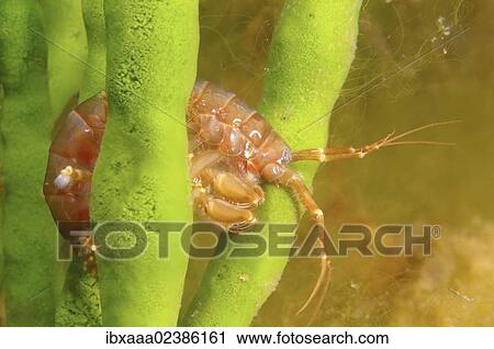 "Gammarid (Eulimnogammarus violaceus), Lake Baikal, Siberia, Russian Federation, Eurasia" View Large Photo Image Stock Image - "Gammarid (Eulimnogammarus violaceus), Lake Baikal, Siberia, Russian Federation, Eurasia". Fotosearch