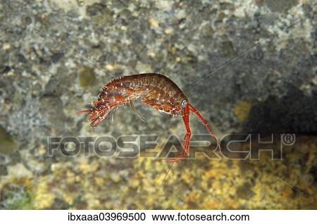 "Gammarid (Eulimnogammarus violaceus), Lake Baikal, Siberia, Russia, Europe" View Large Photo Image Stock Image - "Gammarid (Eulimnogammarus violaceus), Lake Baikal, Siberia, Russia, Europe". Fotosearch