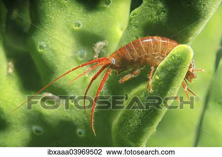 "Gammarid (Eulimnogammarus violaceus), Lake Baikal, Siberia, Russia, Europe" View Large Photo Image Stock Image - "Gammarid (Eulimnogammarus violaceus), Lake Baikal, Siberia, Russia, Europe". Fotosearch