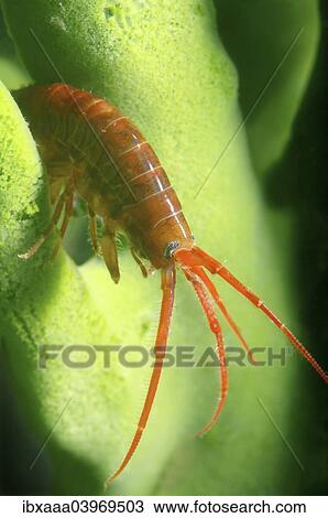 "Gammarid (Eulimnogammarus violaceus), Lake Baikal, Siberia, Russia, Europe" View Large Photo Image Stock Image - "Gammarid (Eulimnogammarus violaceus), Lake Baikal, Siberia, Russia, Europe". Fotosearch