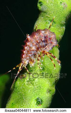 "Gammarus (Pallasea cancellus), Lake Baikal, Siberia, Russia, Europe" View Large Photo Image Stock Image - "Gammarus (Pallasea cancellus), Lake Baikal, Siberia, Russia, Europe". Fotosearch