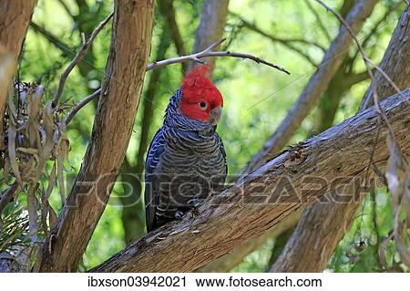 "Gang-gang Cockatoo (Callocephalon fimbriatum), adult, male, on tree, South Australia, Australia, Oceania" View Large Photo Image Stock Image - "Gang-gang Cockatoo (Callocephalon fimbriatum), adult, male, on tree, South Australia, Australia, Oceania". Fotosearch