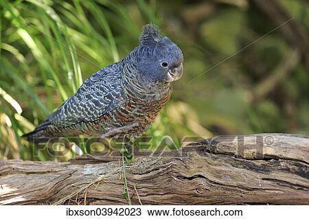 "Gang-gang Cockatoo (Callocephalon fimbriatum), adult, female, South Australia, Australia, Oceania" View Large Photo Image Stock Image - "Gang-gang Cockatoo (Callocephalon fimbriatum), adult, female, South Australia, Australia, Oceania". Fotosearch
