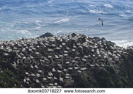 "Gannet colony, gannets (Morus bassana), Mykines, Faroe Islands, Denmark, Europe" View Large Photo Image Stock Photo - "Gannet colony, gannets (Morus bassana), Mykines, Faroe Islands, Denmark, Europe". Fotosearch