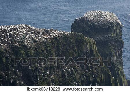 "Gannet colony, gannets (Morus bassana), Mykines, Faroe Islands, Denmark, Europe" View Large Photo Image Stock Photo - "Gannet colony, gannets (Morus bassana), Mykines, Faroe Islands, Denmark, Europe". Fotosearch