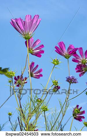Garden Cosmos or Mexican Aster (Cosmos bipinnatus) against a blue sky View Large Photo Image Stock Image - Garden Cosmos or Mexican Aster (Cosmos bipinnatus) against a blue sky. Fotosearch