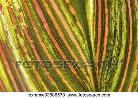 Stock Photo - "Garden Croton or Variegated Croton (Codiaeum variegatum), leaf from below, leaf structure, detail view". Fotosearch