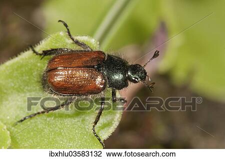 "Garden Foliage Beetle or Common Cockchafer (Phyllopertha horticola), Untergroningen, Abtsgmuend, Baden-Wurttemberg, Germany, Europe" View Large Photo Image Stock Image - "Garden Foliage Beetle or Common Cockchafer (Phyllopertha horticola), Untergroningen, Abtsgmuend, Baden-Wurttemberg, Germany, Europe". Fotosearch