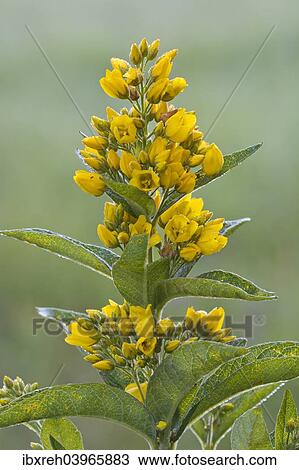 "Garden Loosestrife (Lysimachia vulgaris), Tyrol, Austria, Europe" View Large Photo Image Stock Image - "Garden Loosestrife (Lysimachia vulgaris), Tyrol, Austria, Europe". Fotosearch