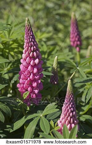 Garden Lupin (Lupinus polyphyllus) View Large Photo Image Stock Photo - Garden Lupin (Lupinus polyphyllus). Fotosearch