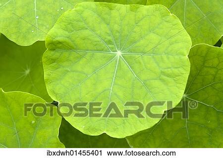 "Garden Nasturtium, Indian Cress or Monks Cress (Tropaeolum majus), medicinal plant" View Large Photo Image Stock Image - "Garden Nasturtium, Indian Cress or Monks Cress (Tropaeolum majus), medicinal plant". Fotosearch