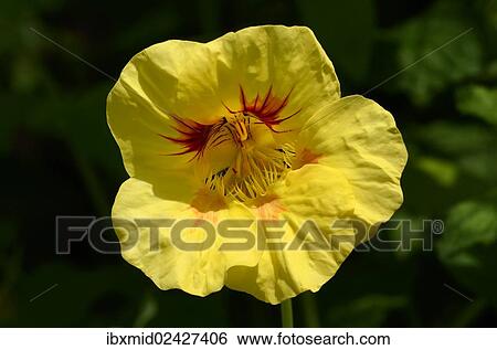 "Garden nasturtium, Indian cress or Monks cress (Tropaeolum majus), yellow flower, Moriani, Corsica, France, Europe" View Large Photo Image Stock Photograph - "Garden nasturtium, Indian cress or Monks cress (Tropaeolum majus), yellow flower, Moriani, Corsica, France, Europe". Fotosearch