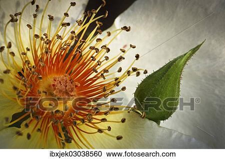 "Garden Rose Spring Gold (Rosa pimpinellifolia var. hispida x Joanna Hill), detail of the blossom" View Large Photo Image Stock Image - "Garden Rose Spring Gold (Rosa pimpinellifolia var. hispida x Joanna Hill), detail of the blossom". Fotosearch