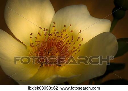 "Garden Rose Spring Gold (Rosa pimpinellifolia var. hispida x Joanna Hill), blossom" View Large Photo Image Stock Image - "Garden Rose Spring Gold (Rosa pimpinellifolia var. hispida x Joanna Hill), blossom". Fotosearch