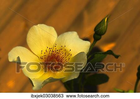 "Garden Rose Spring Gold (Rosa pimpinellifolia var. hispida x Joanna Hill), blossom" View Large Photo Image Stock Image - "Garden Rose Spring Gold (Rosa pimpinellifolia var. hispida x Joanna Hill), blossom". Fotosearch