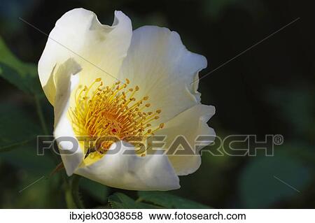 "Garden Rose Spring Gold (Rosa pimpinellifolia var. hispida x Joanna Hill), blossom" View Large Photo Image Stock Photo - "Garden Rose Spring Gold (Rosa pimpinellifolia var. hispida x Joanna Hill), blossom". Fotosearch